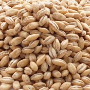 Buy Barley Online