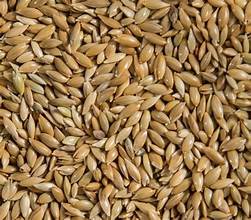 Buy Canary seeds Online