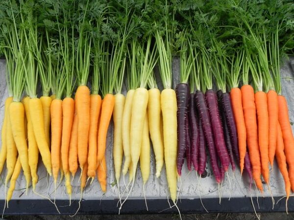 Buy Fresh Carrots Online