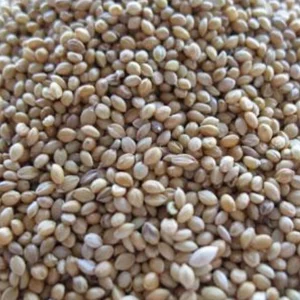 Buy Millet Seed Online