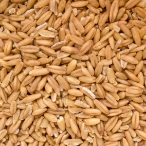 Buy Oat seeds Online