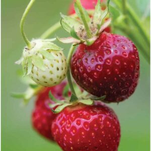 Buy Strawberry Online