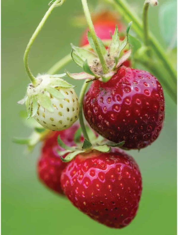 Buy Strawberry Online