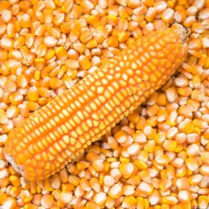 Buy Yellow Corn Online