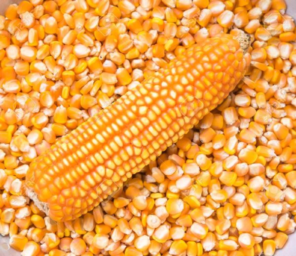 Buy Yellow Corn Online