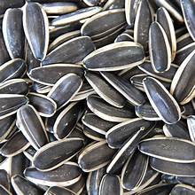 Buy Sunflower Seed Online